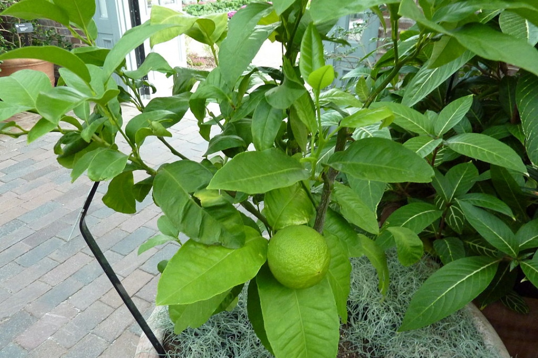 Soins des plantes de bergamote