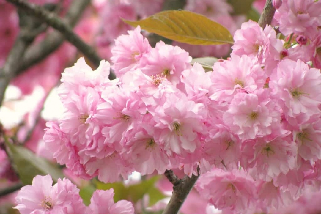 Cerisier à fleur