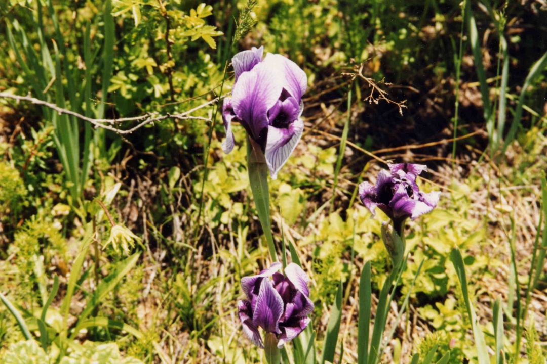Iris groupe regelia