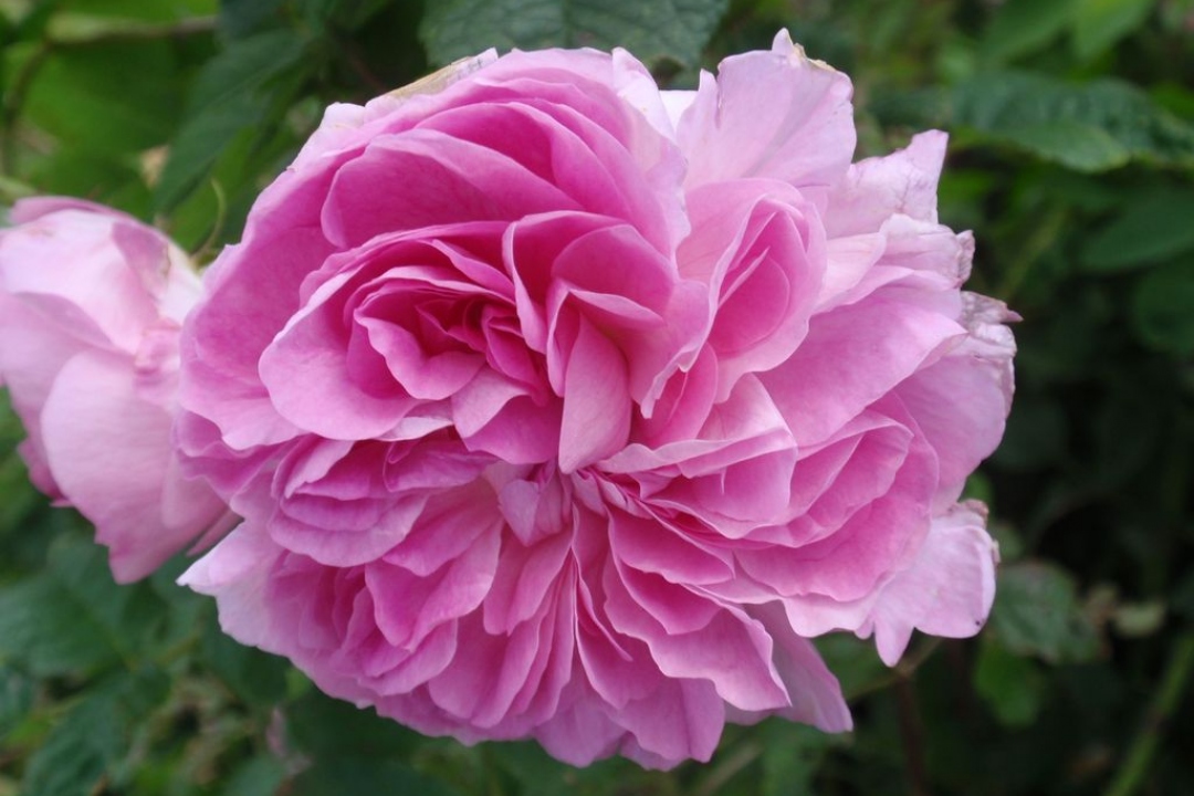 Damask Rose Rosa Damascena Growing Planting Caring