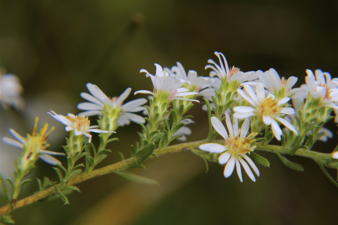 Aster fausse bruyère