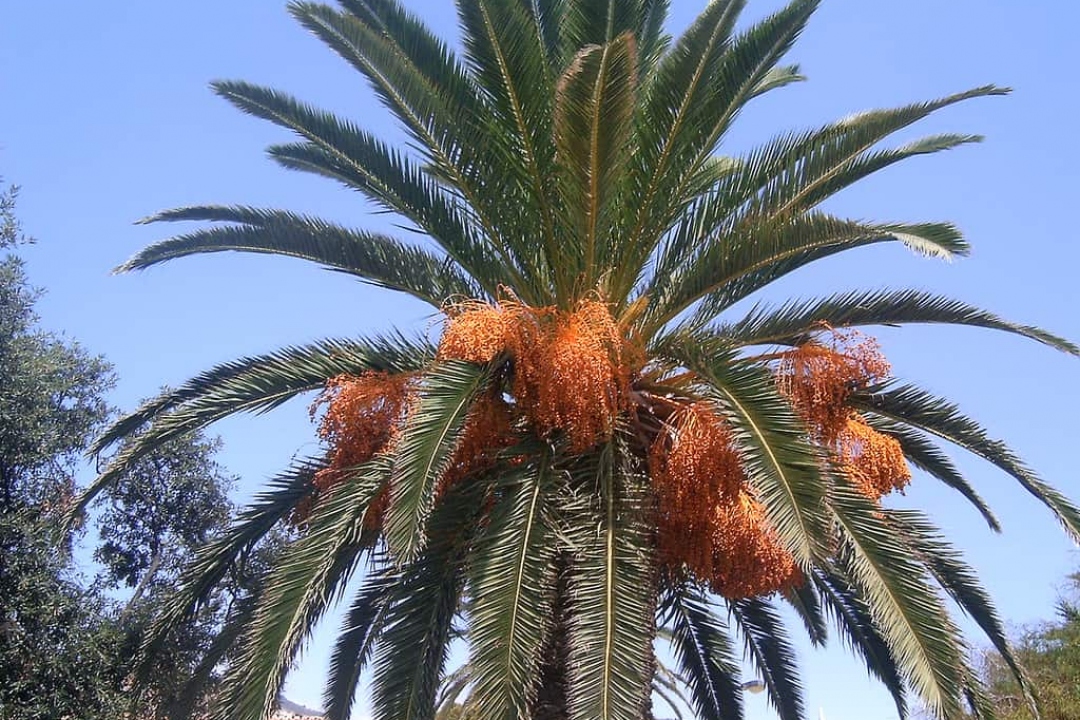Palmier des Canaries