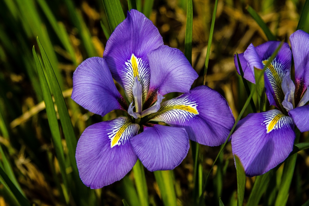 Iris groupe unguicularis