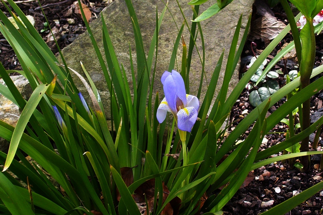 Iris groupe unguicularis