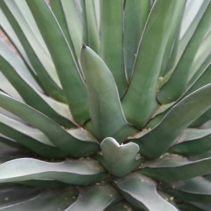 Agave (Agave spp.): growing, planting, caring.