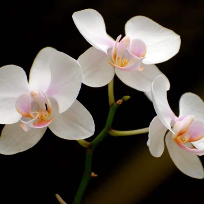 Phalaenopsis Lava Bubbles 2 Hybride New orchidée orchidées